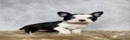 Boston Terrier dogs for sale: Daisy  - Ad 8