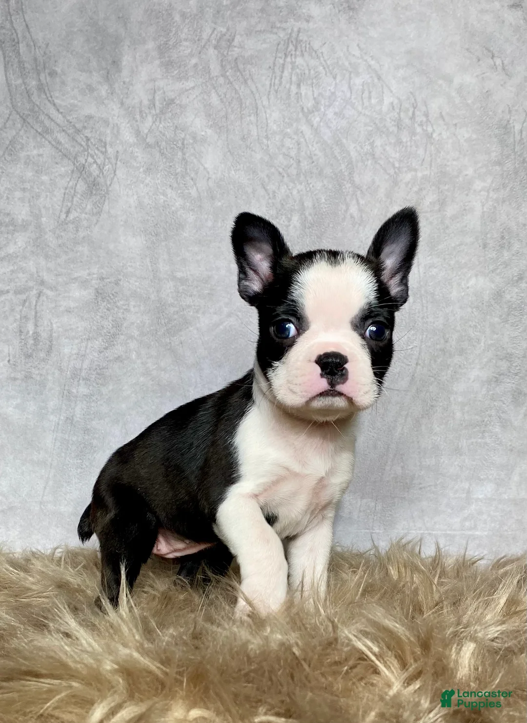 Boston Terrier dogs for sale: Daisy  - Ad 8