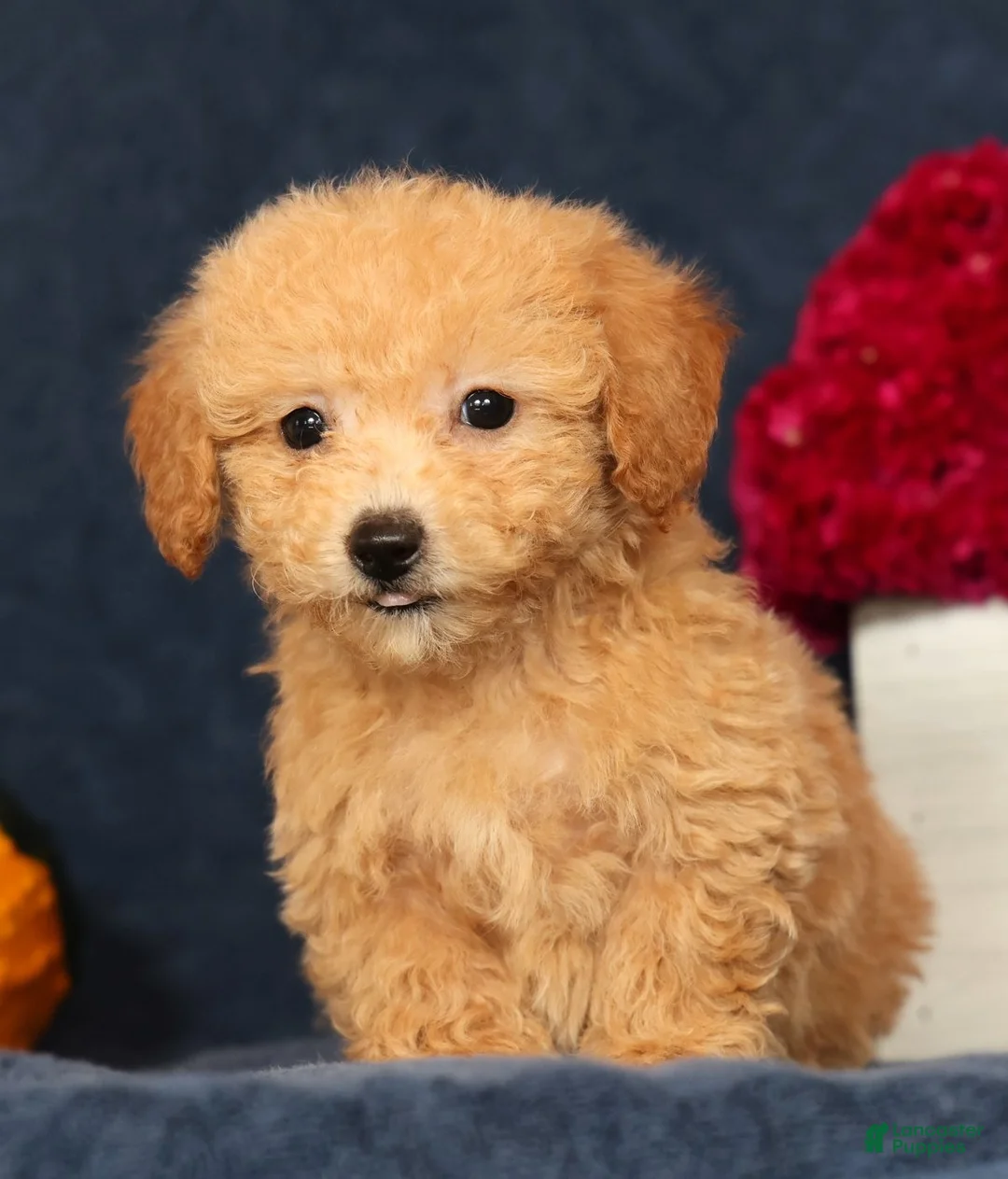 Bichpoo dogs for sale: Olive - Ad 2