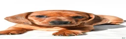Dachshund dogs for sale: Tyler  - Ad 4