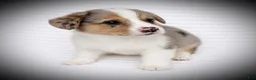 Welsh Corgi Pembroke dogs for sale: Brady - Ad 3
