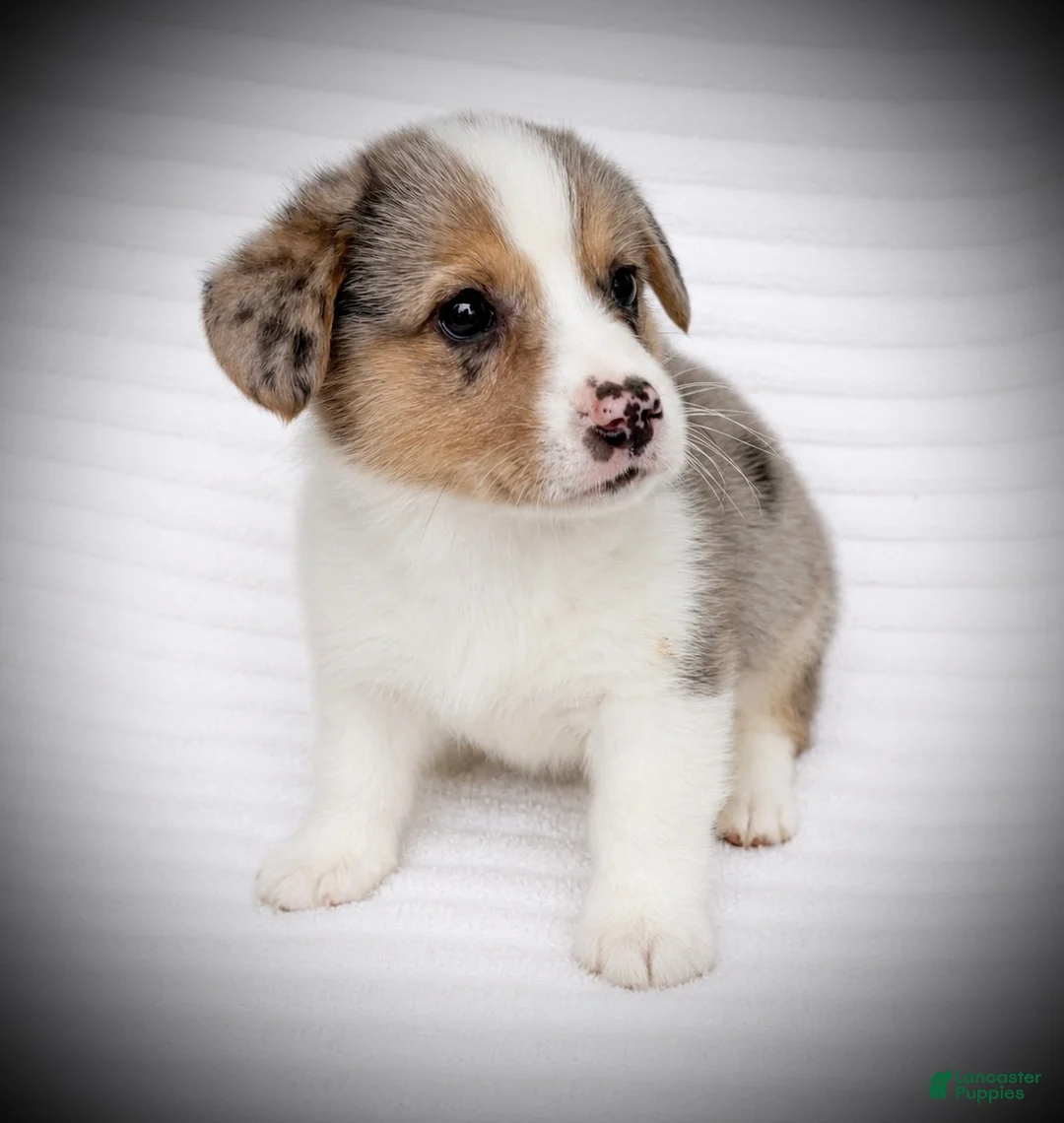 Welsh Corgi Pembroke dogs for sale: Brady - Ad 3