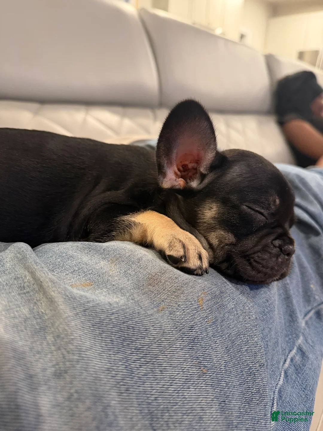 French Bulldog dogs for sale: French Bulldog 3 - Ad 2