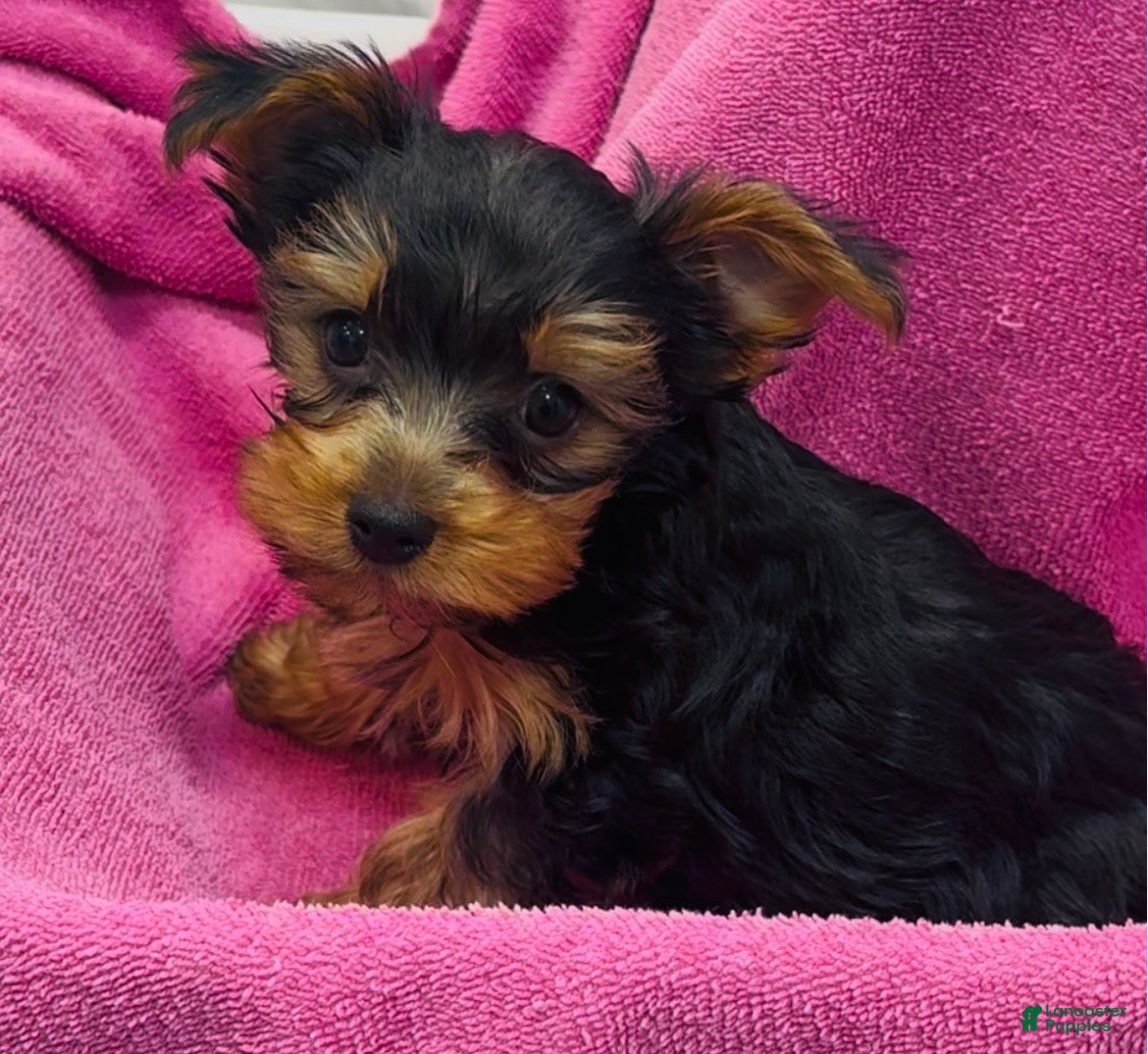 Yorkshire Terrier dogs Yorkshire Terrier  - Ad 14