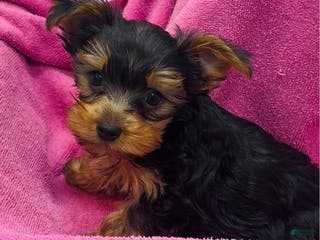 Yorkshire Terrier dogs Yorkshire Terrier - Ad 14
