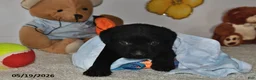 Labrador Retriever dogs for sale: Rasal - Ad 3