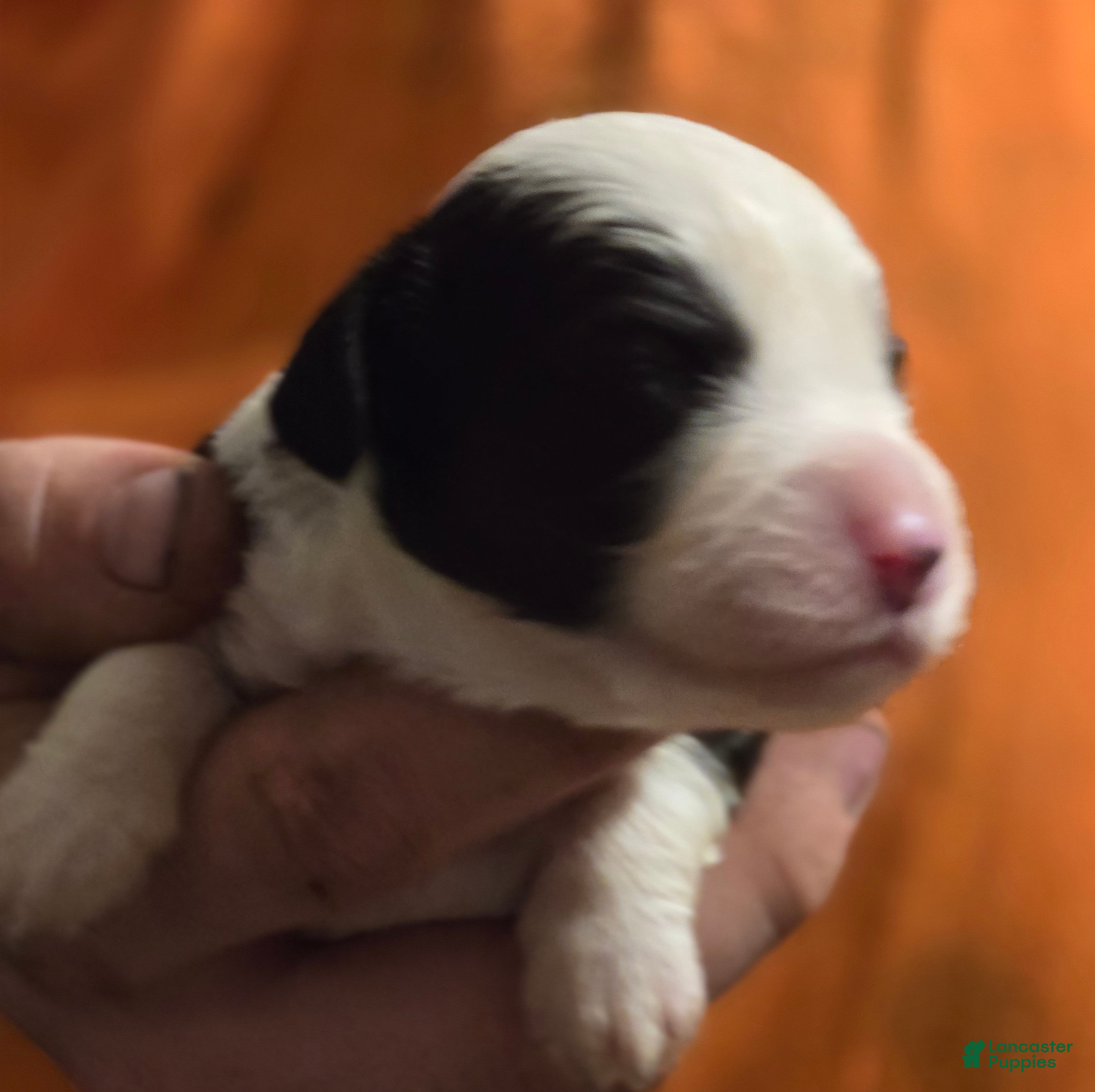 Mixed Breed dogs for sale: Prince - Ad 1