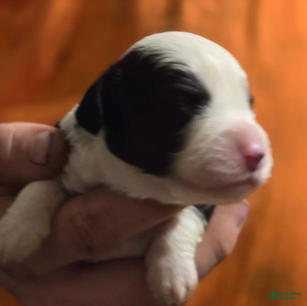 Mixed Breed dogs for sale: Prince - Ad 1