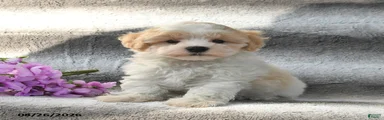 Sammy