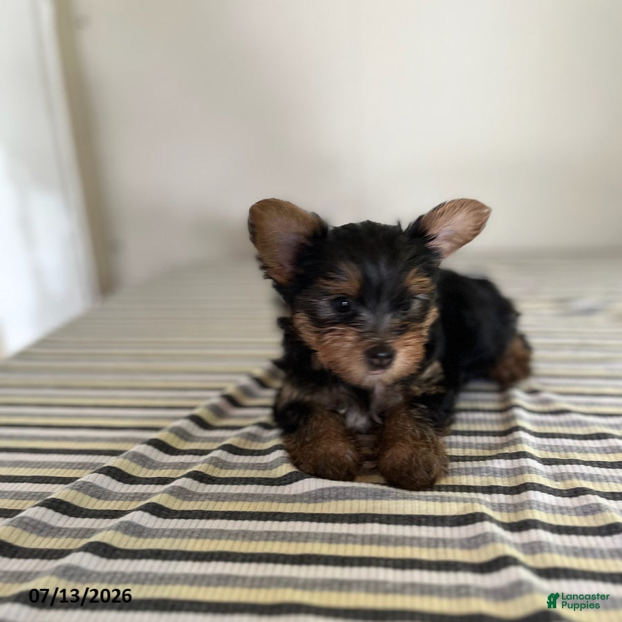Yorkshire Terrier dogs Malea - Ad 1