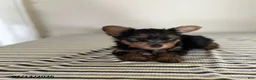 Yorkshire Terrier dogs for sale: Malea - Ad 1