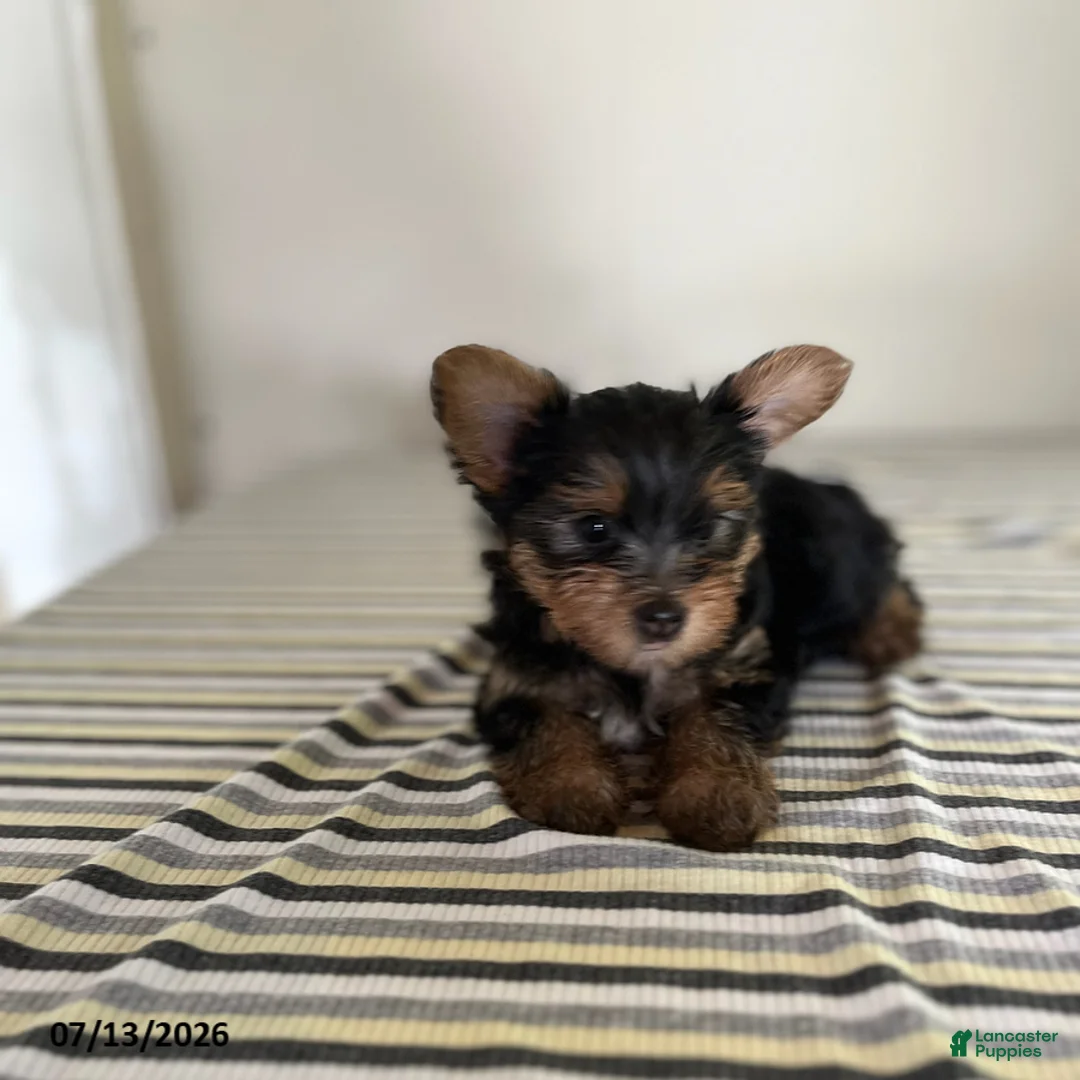 Yorkshire Terrier dogs for sale: Malea - Ad 1