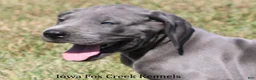 Great Dane dogs for sale: Sophie - Ad 1