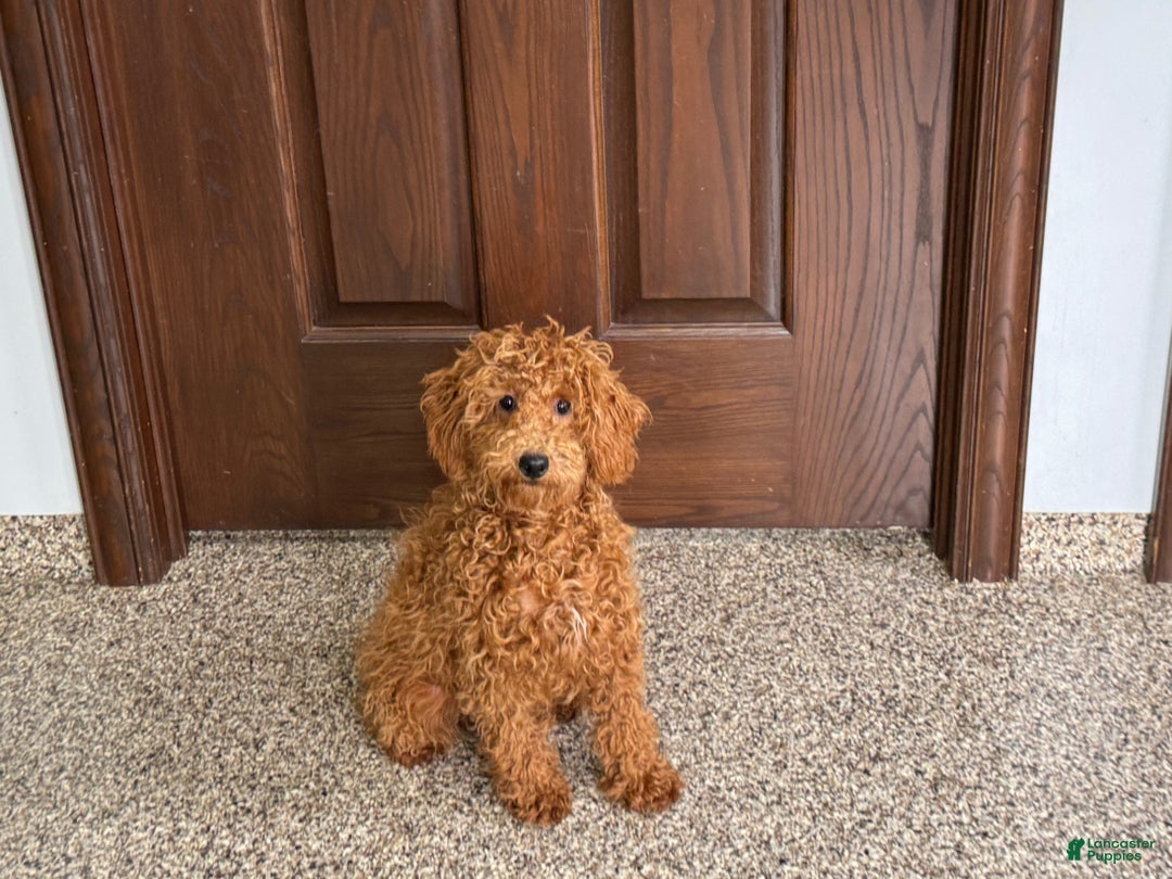 Maltipoo dogs for sale: Shanna - Ad 10