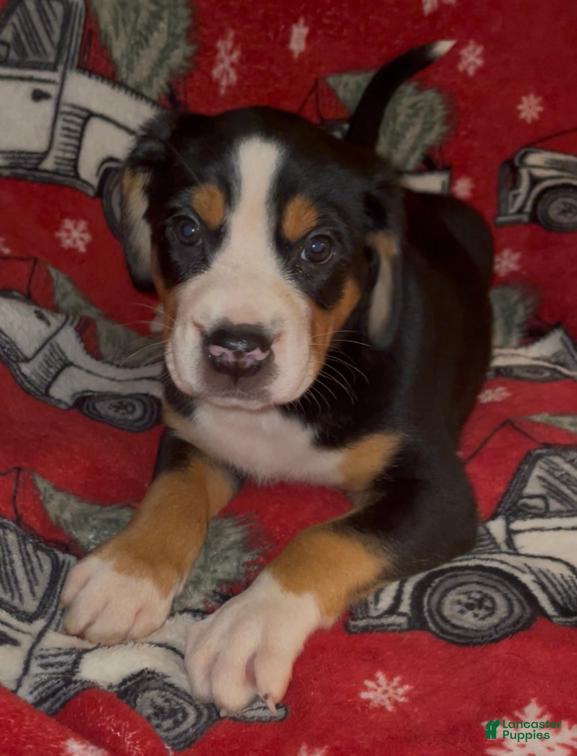 Greater Swiss Mountain Dog dogs Tinsel Town - Ad 12