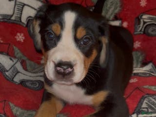 Greater Swiss Mountain Dog dogs Tinsel Town - Ad 12