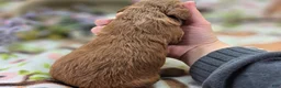 Cockapoo dogs for sale: Cashmere - Ad 4