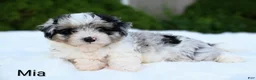 Miniature Australian Shepherd dogs for sale: Mia - Ad 4