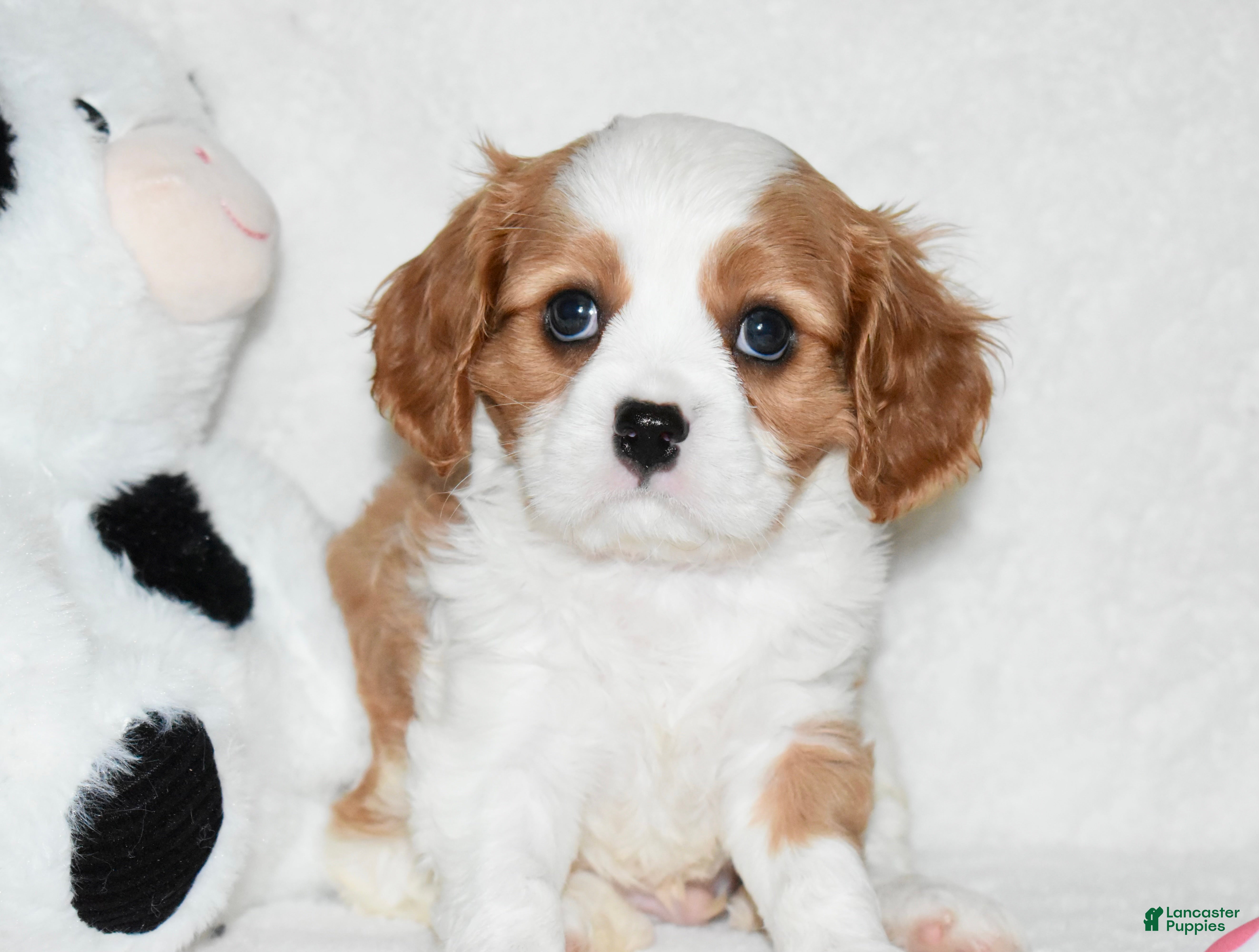 Cavalier King Charles Spaniel dogs Ulysses  - Ad 28
