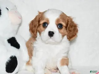 Cavalier King Charles Spaniel dogs Ulysses - Ad 28