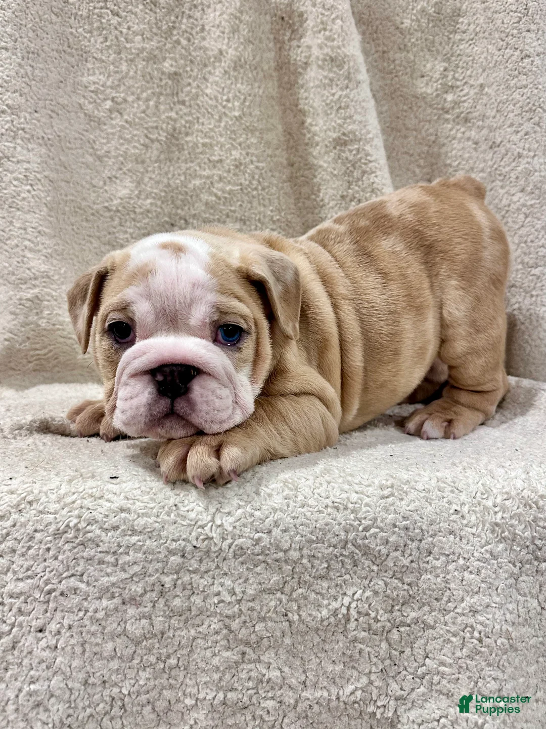 English Bulldog dogs for sale: Winnie - Ad 6