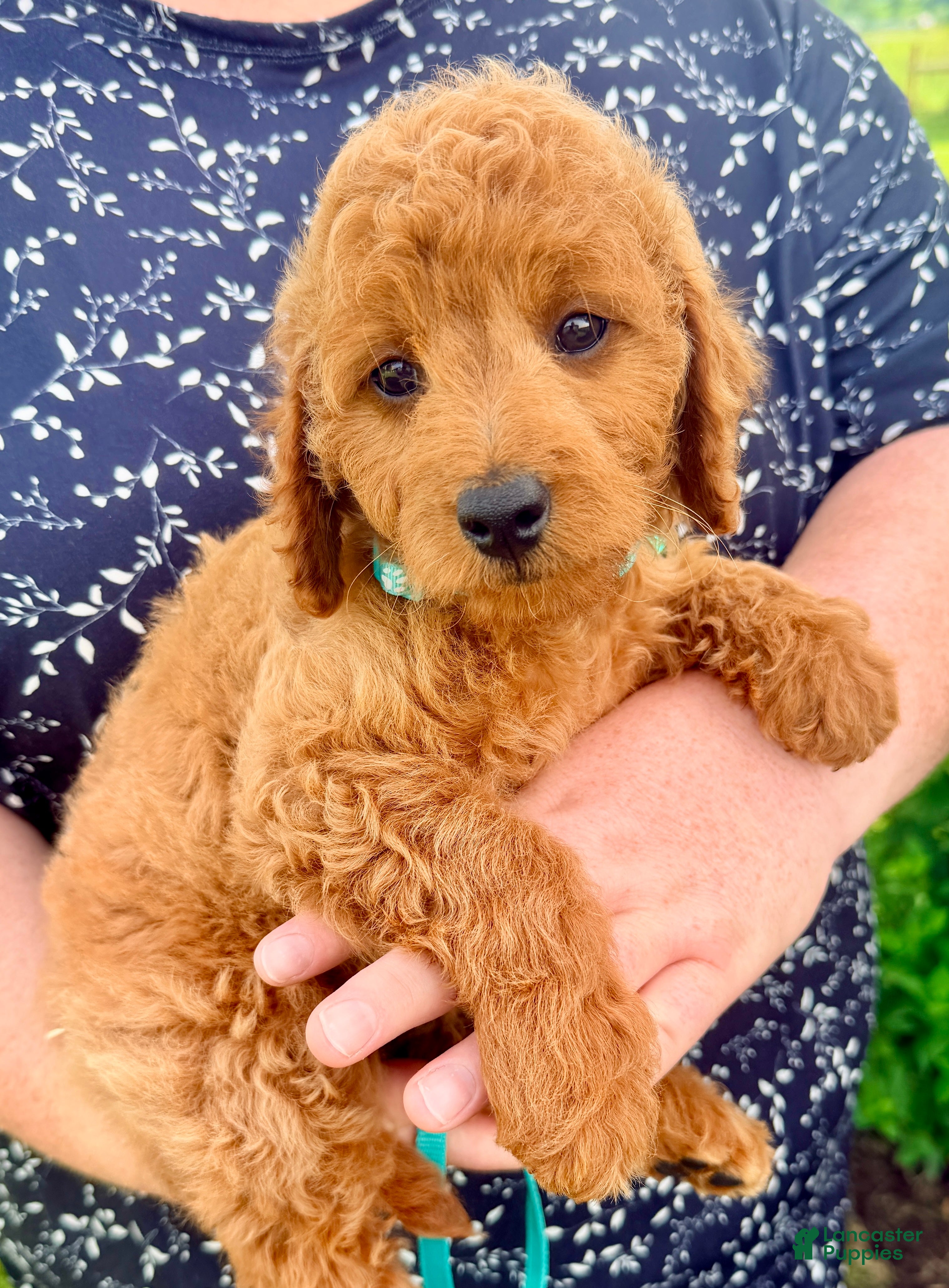Mini Goldendoodle dogs Shiloh - Ad 2