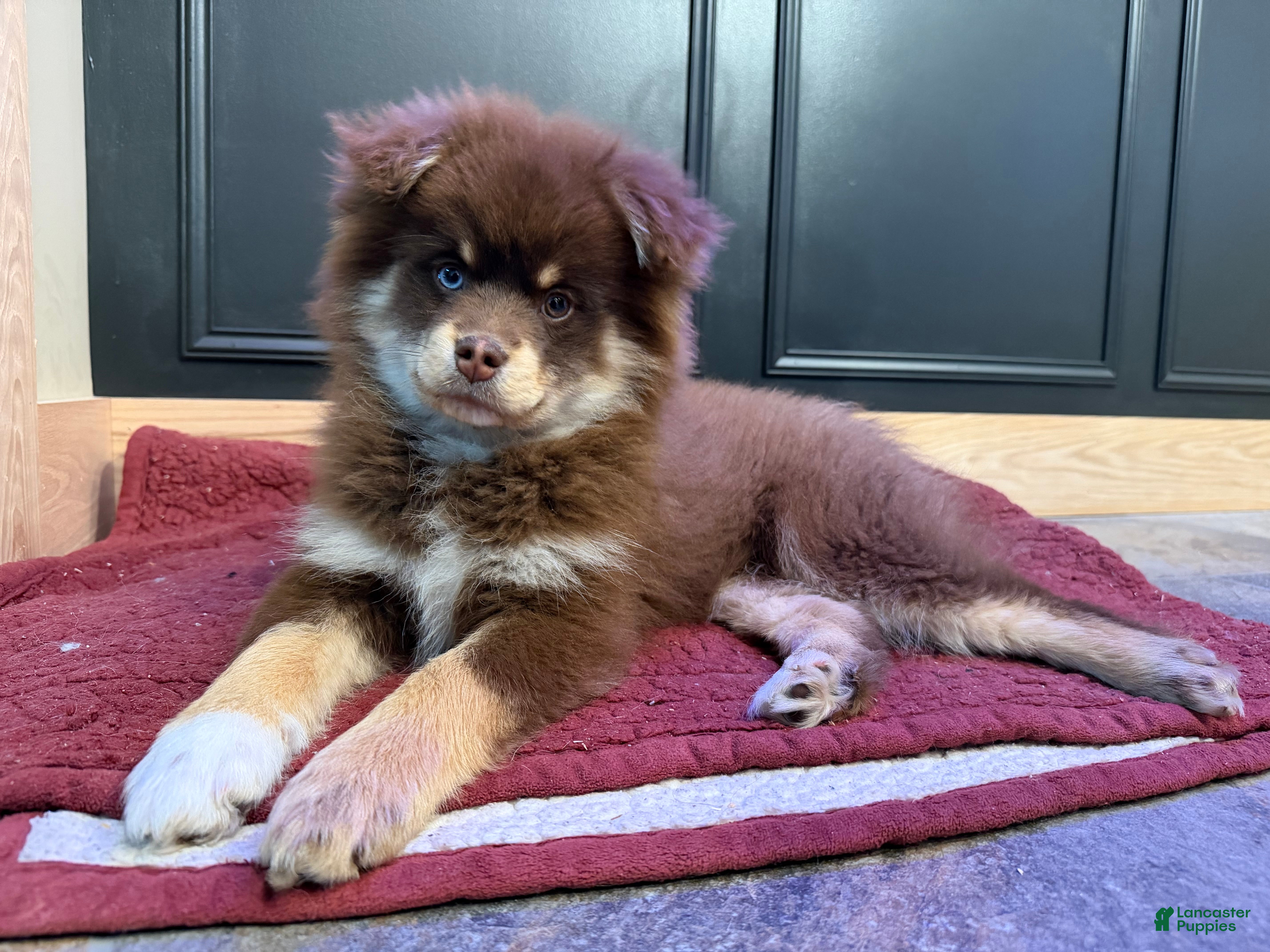 Pomsky dogs Teddy - Ad 1