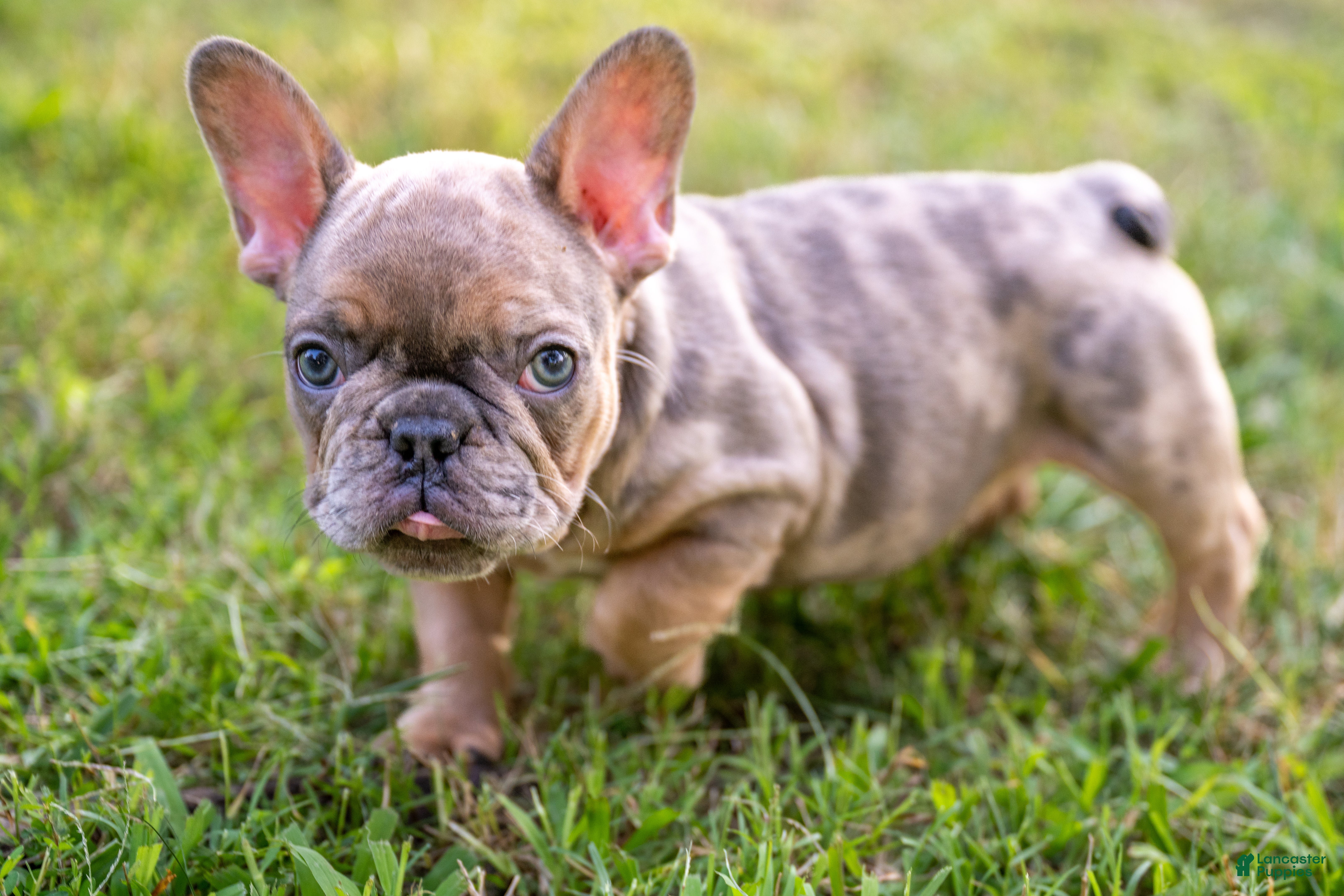 French Bulldog dogs Charlie - Ad 38