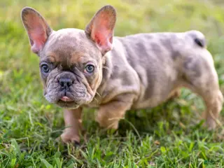French Bulldog dogs Charlie - Ad 38