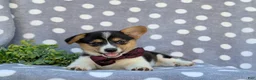 Welsh Corgi Pembroke dogs for sale: Blaze - Ad 6