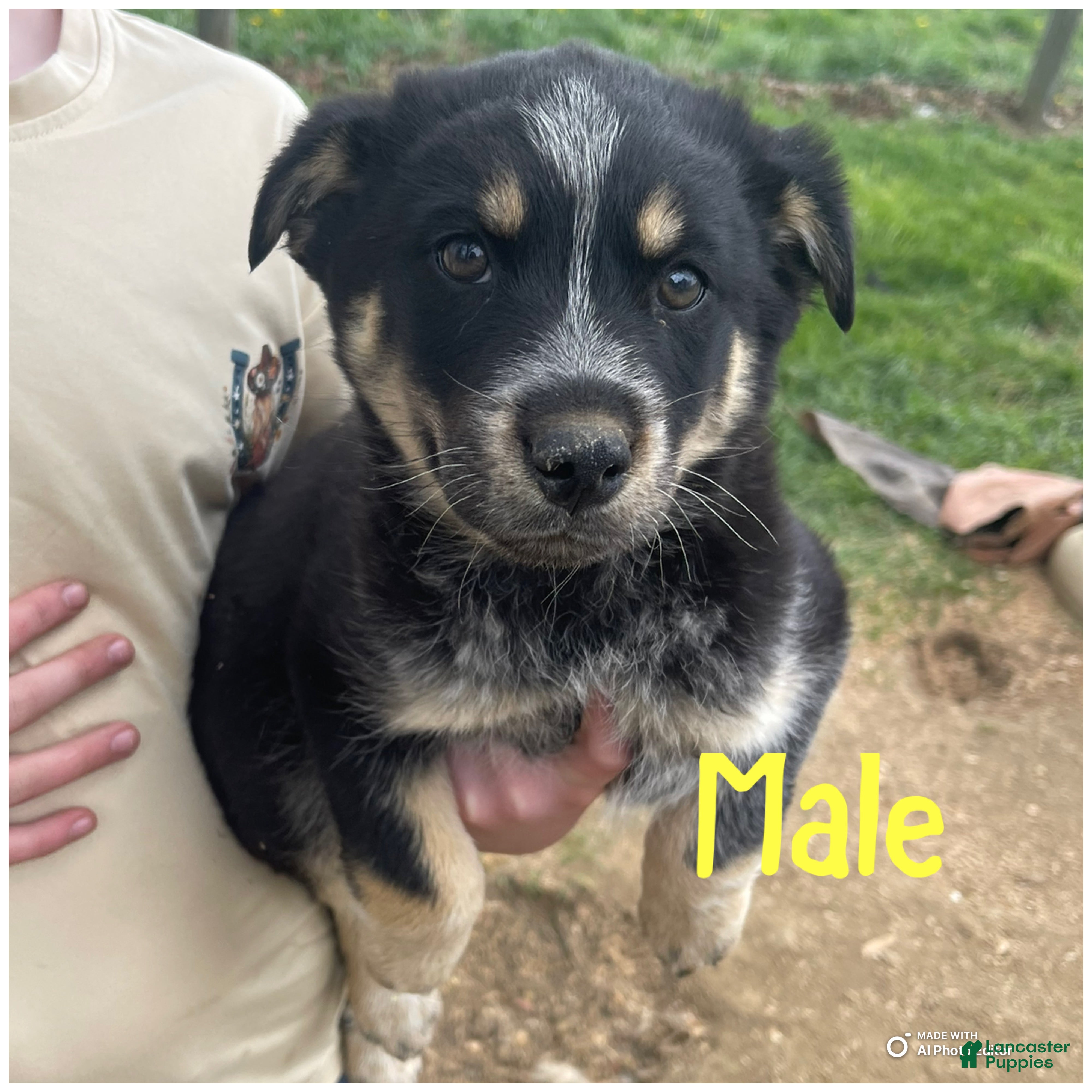 Mixed Breed dogs for sale: Mixed Breed Puppy 2 - Ad 3