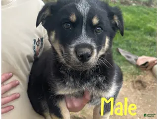 Mixed Breed dogs for sale: Mixed Breed Puppy 2 - Ad 3