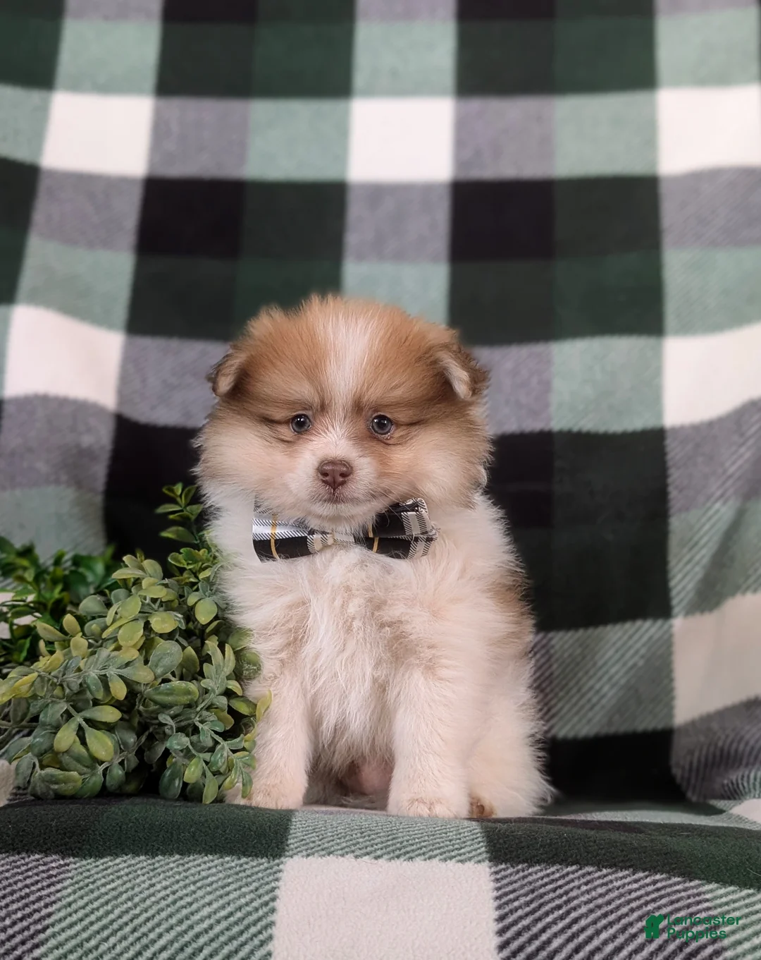 Pomeranian dogs for sale: Lancelot - Ad 2