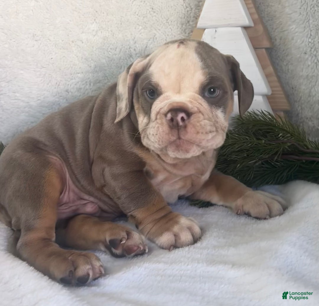 English Bulldog dogs for sale: Gibson - Ad 3