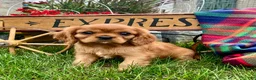 Cavalier King Charles Spaniel dogs for sale: Derek❤️AKC Registered - Ad 2