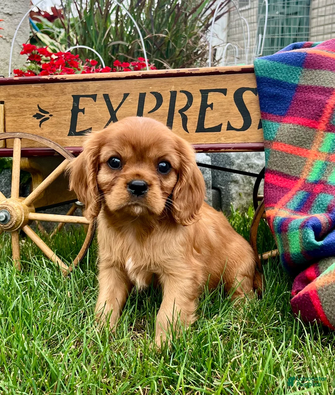 Cavalier King Charles Spaniel dogs for sale: Derek❤️AKC Registered - Ad 2