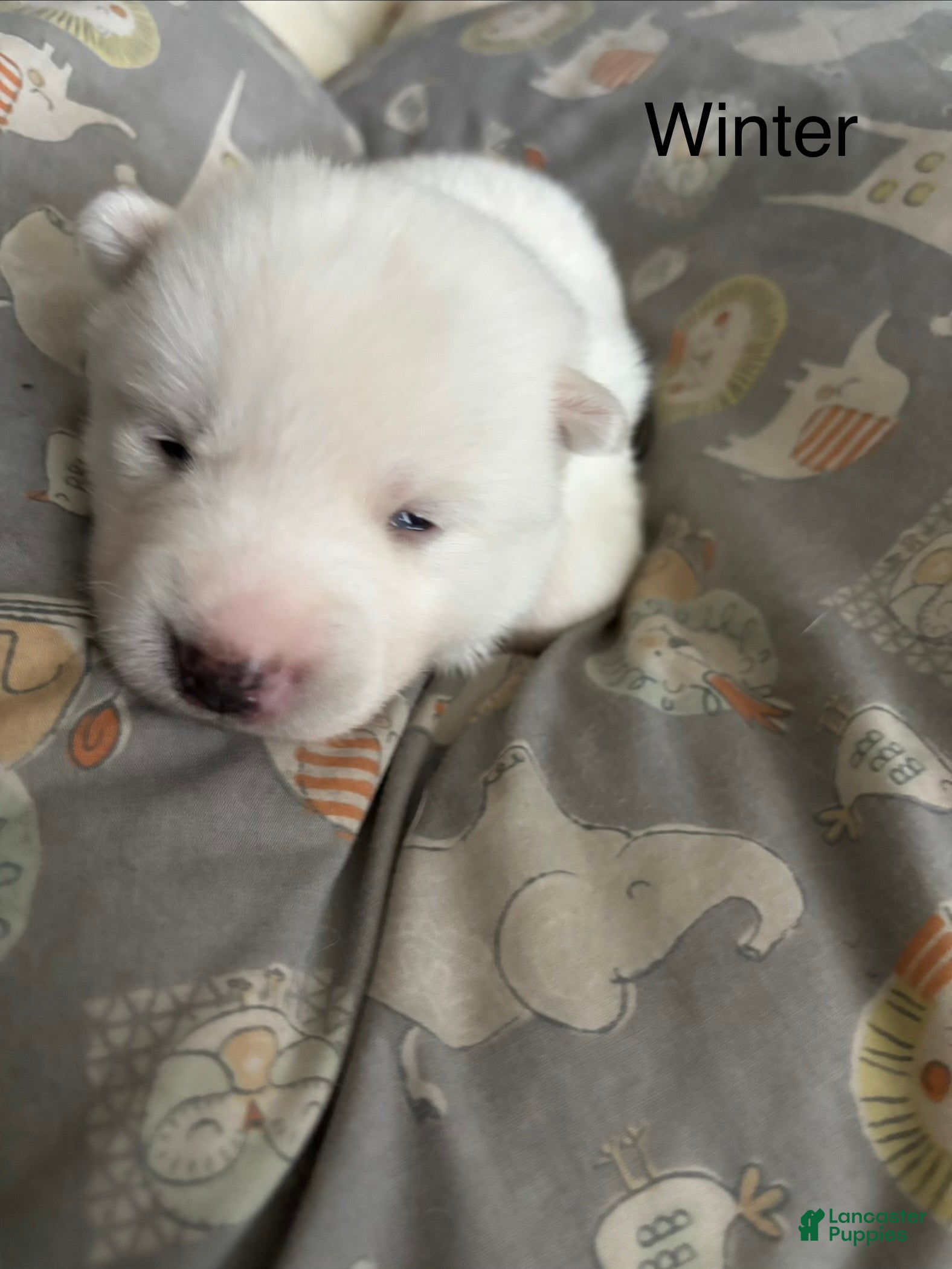 Pomsky dogs Winter  - Ad 1