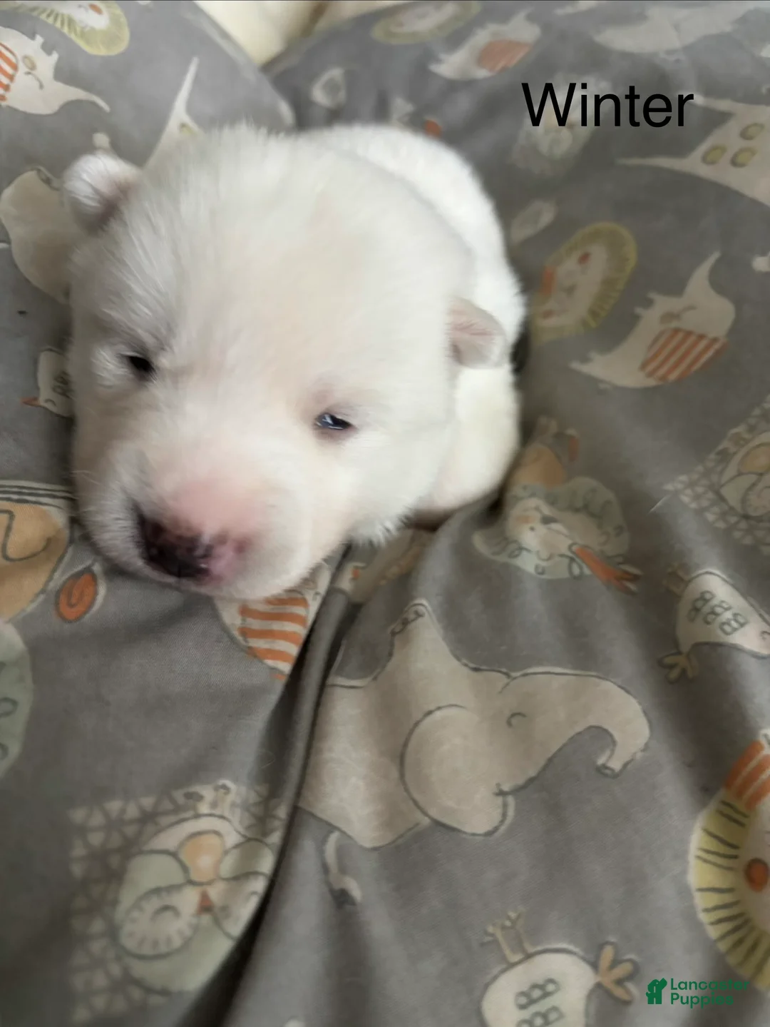 Pomsky dogs for sale: Winter  - Ad 1