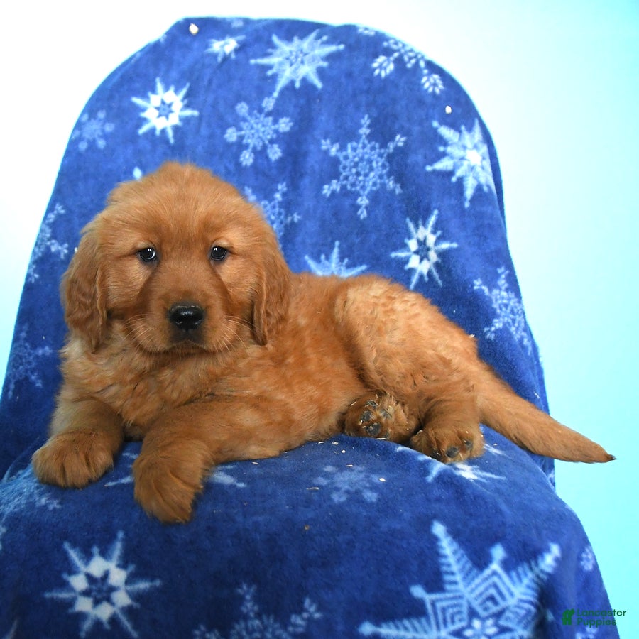 Golden Retriever dogs Wren - Ad 2