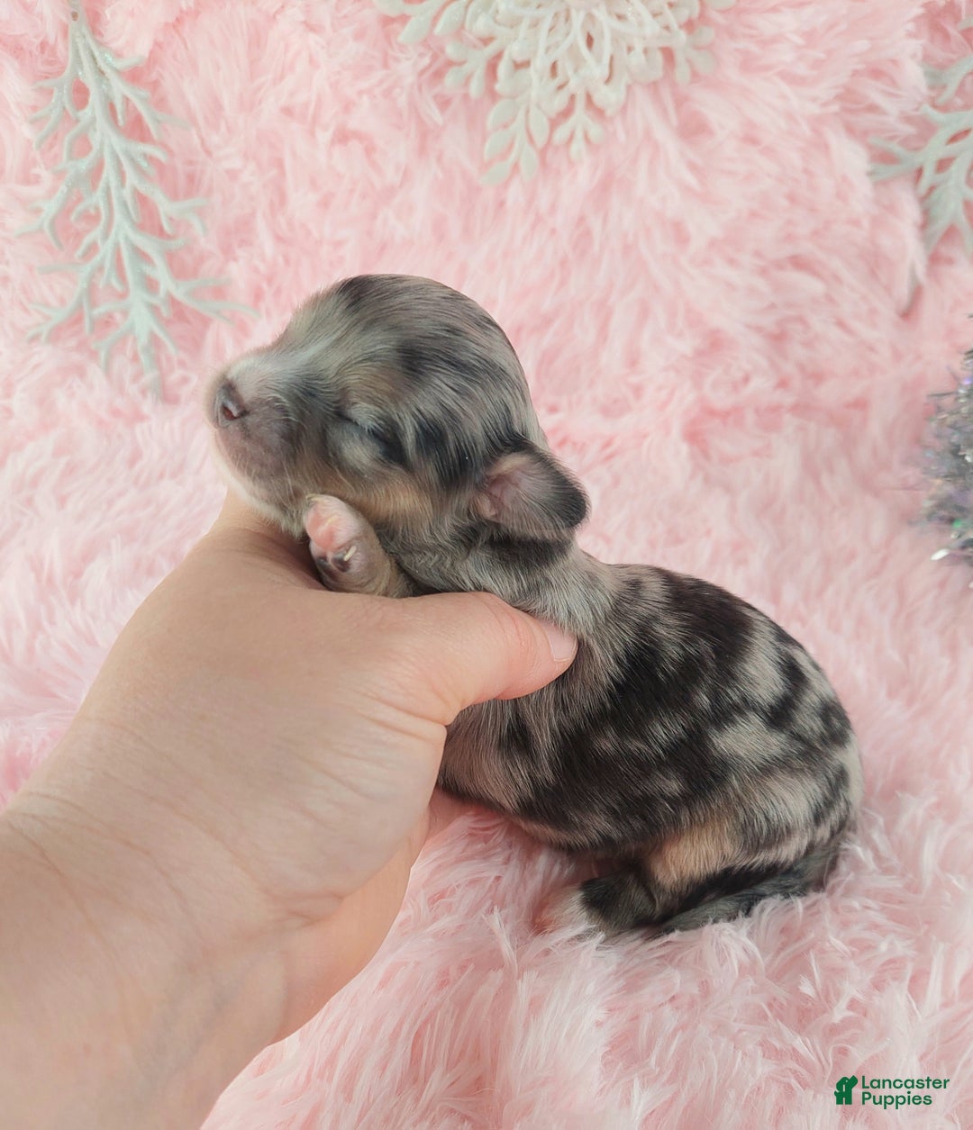 Chihuahua dogs for sale:  Priscilla - Ad 11