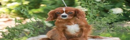 Cavalier King Charles Spaniel dogs for sale: Barnaby - Ad 8