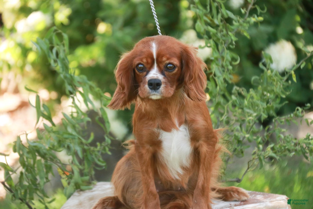 Cavalier King Charles Spaniel dogs for sale: Barnaby - Ad 8