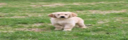 Golden Retriever dogs for sale: TRAINED Ben the Golden Retriever Puppy  - Ad 1