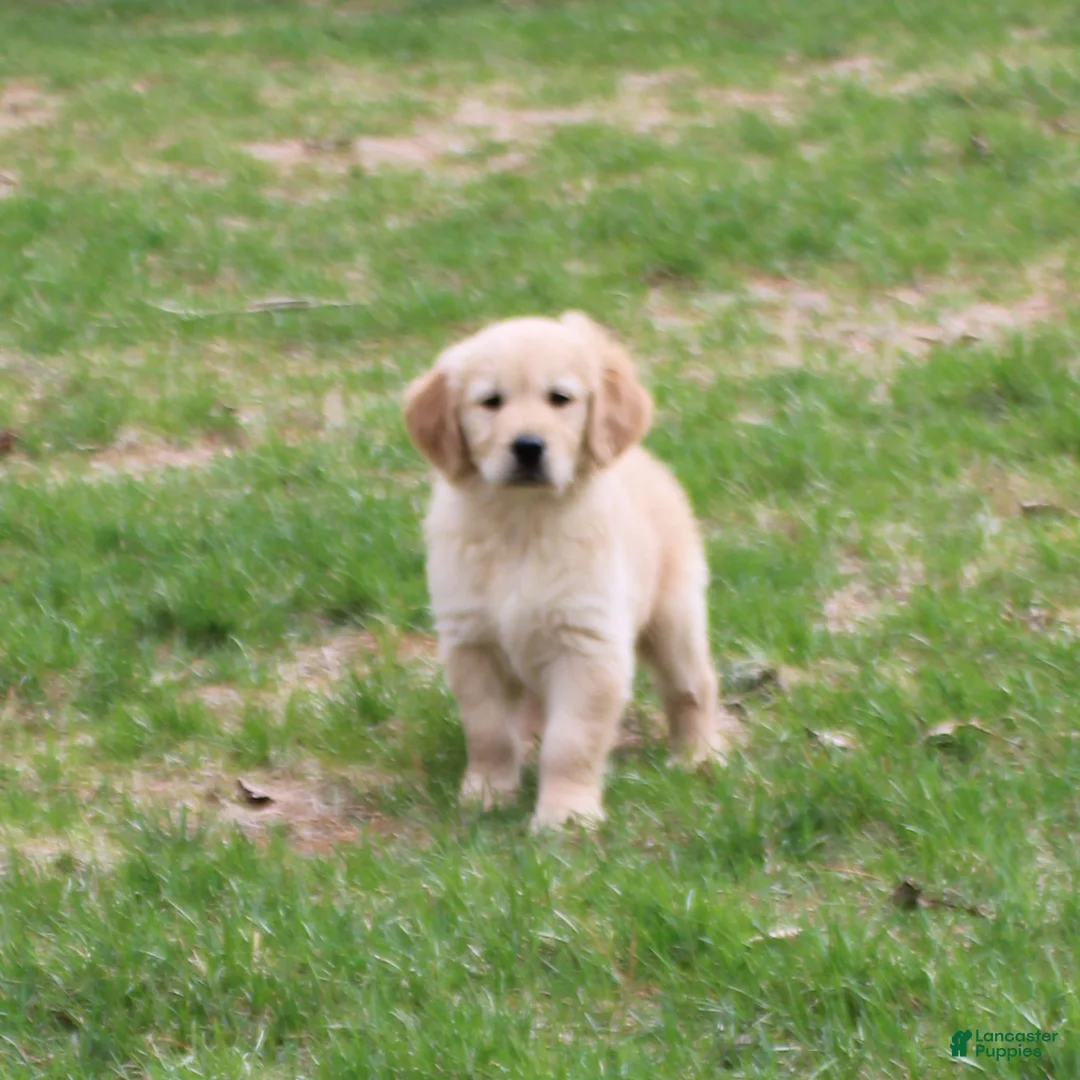 Golden Retriever dogs for sale: TRAINED Ben the Golden Retriever Puppy  - Ad 1