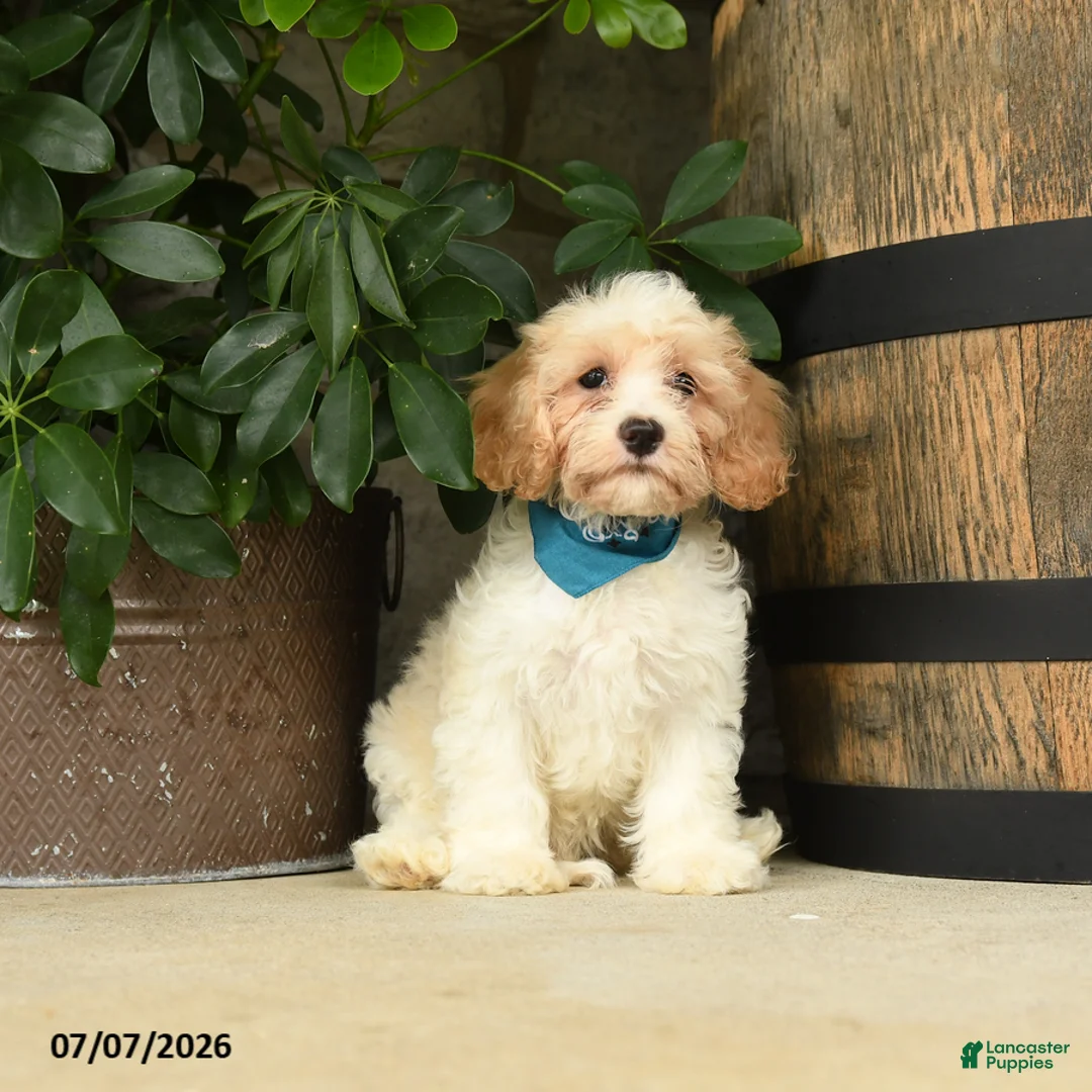 Cavachon dogs for sale: Tulip - Ad 1