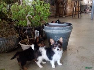 Yorkiepoo dogs Bear - Ad 3