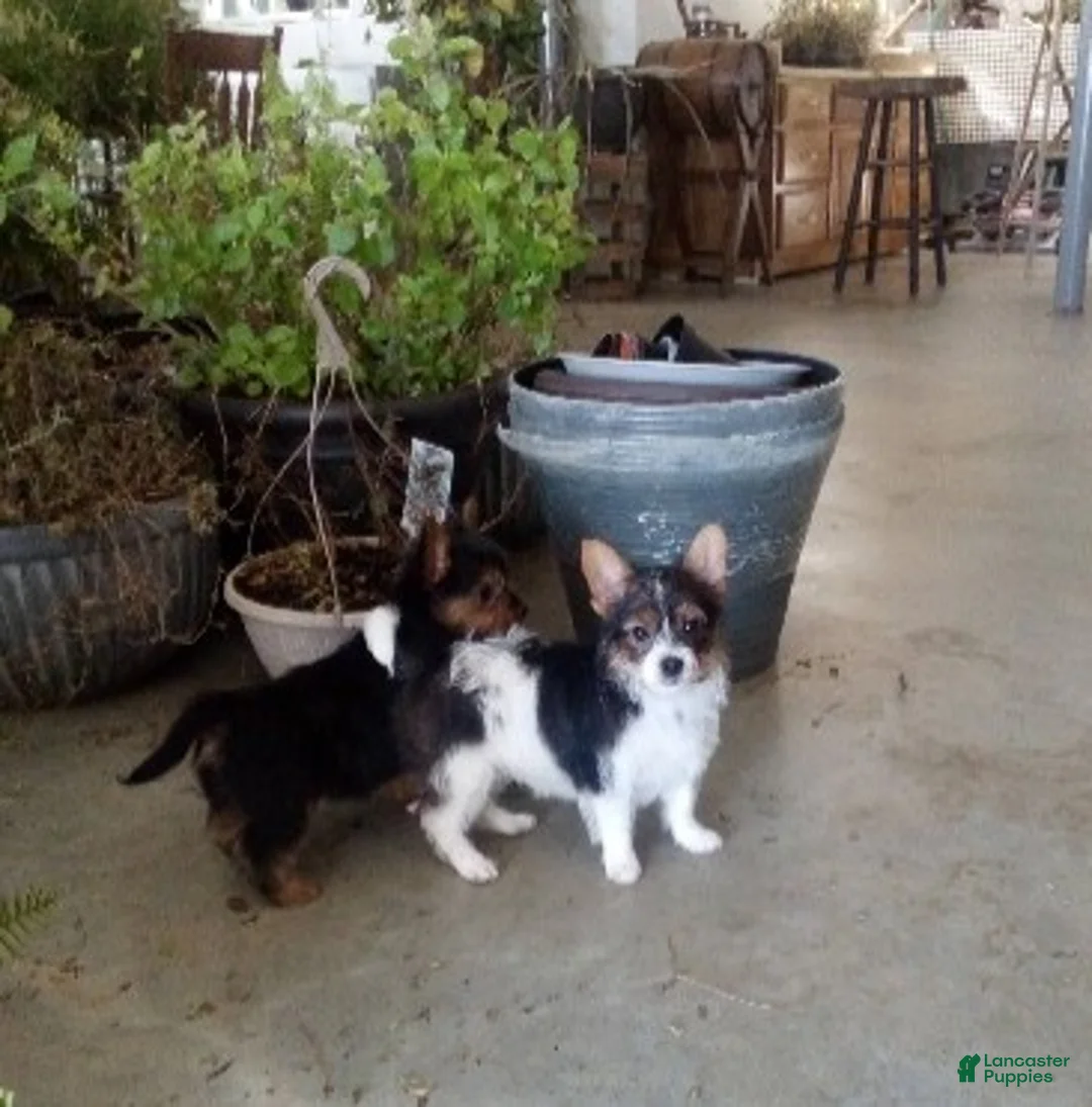 Yorkiepoo dogs for sale: Bear - Ad 6