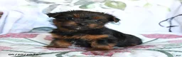 Yorkshire Terrier dogs for sale: Lila  - Ad 3