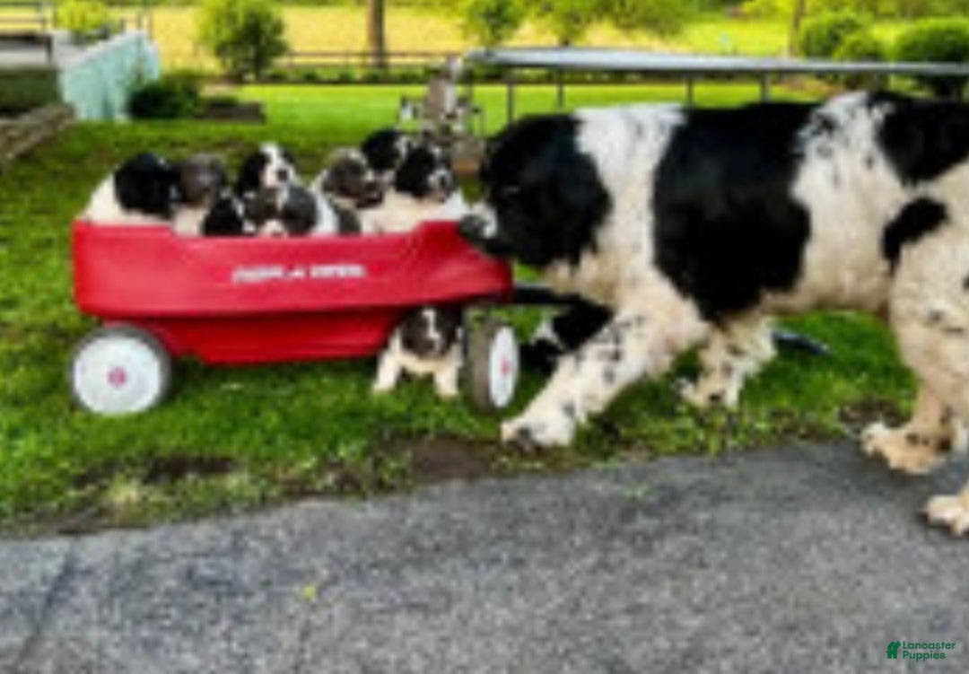 Newfoundland dogs for sale: Nero❤️🐾AKC Registered🐾❤️Call 223-346-6851 - Ad 8
