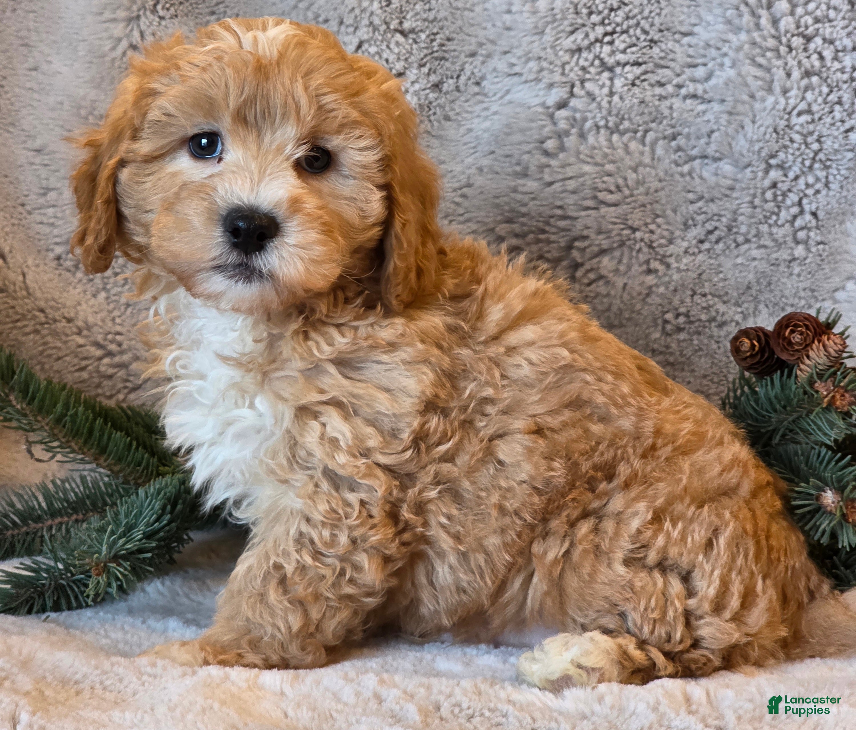 Shihpoo dogs Tanner - Ad 12
